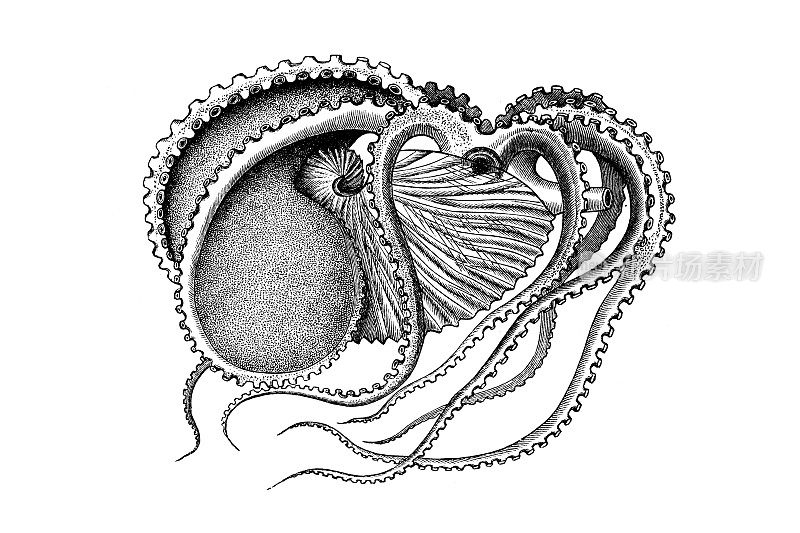 章鱼（Argonauta argo）雌性